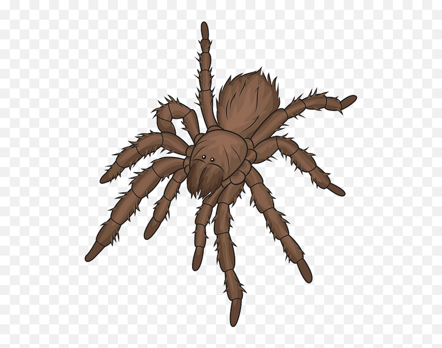 Insects Clipart Free Download In Png Or Vector Format - Tarantula Clipart,Tarantula Png