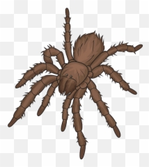 Insects Clipart Free Download In Png Or Vector Format - Tarantula Clipart,Tarantula Png