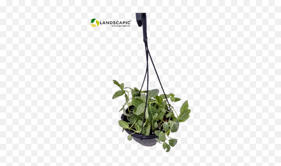 Fittonia Hanging - Houseplant Png,Indoor Plant Png