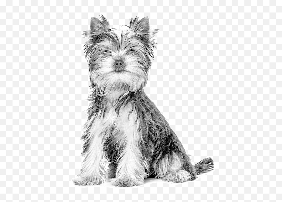 Download Hd Yorkie Dog - Royal Canin 50 Años Transparent Png Royal Canin Mais Juntos Do Que Nunca,Yorkie Png