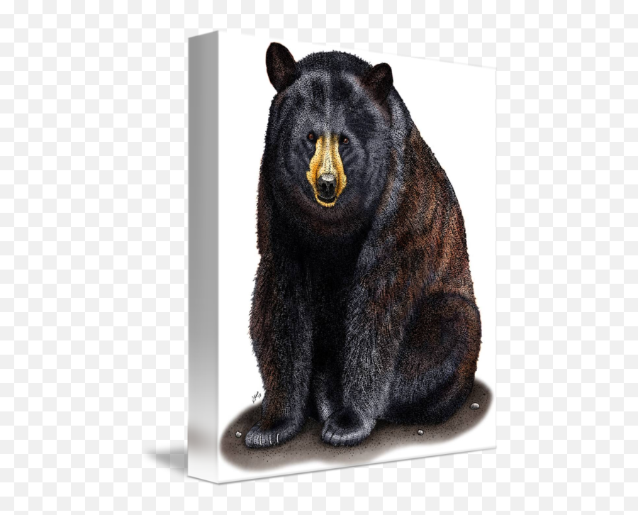 American Black Bear By Roger Hall - American Black Bear Png,Black Bear Png
