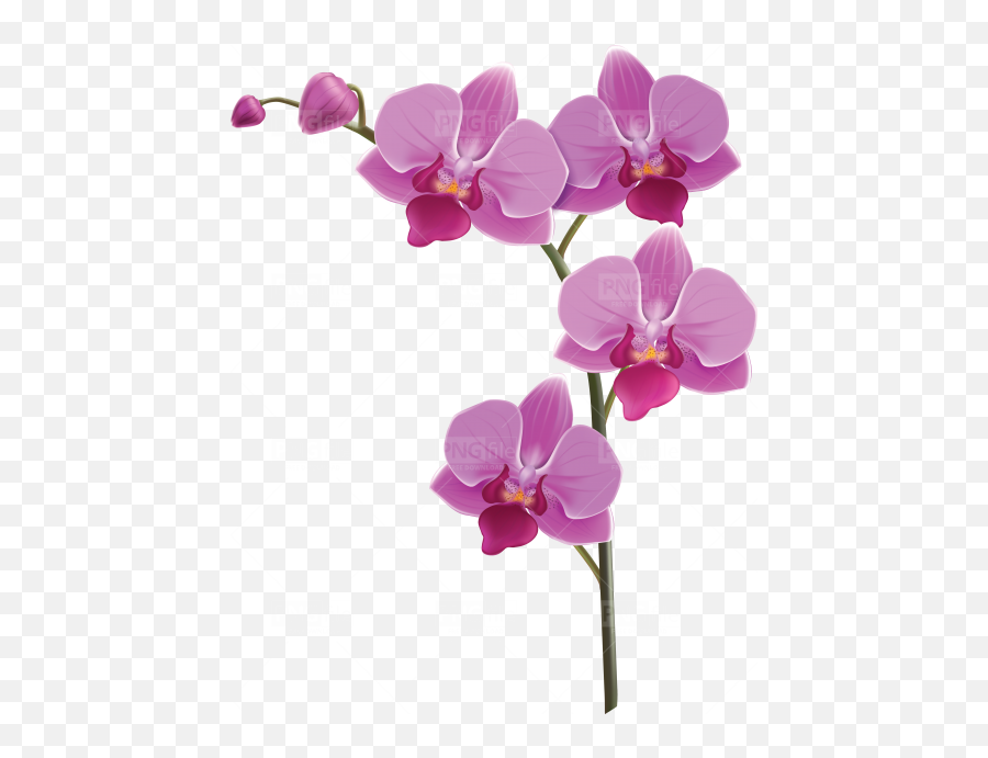 Tags - Flower Png Pngfilenet Free Png Images Download Orchid Flower Png,Purple Flower Png