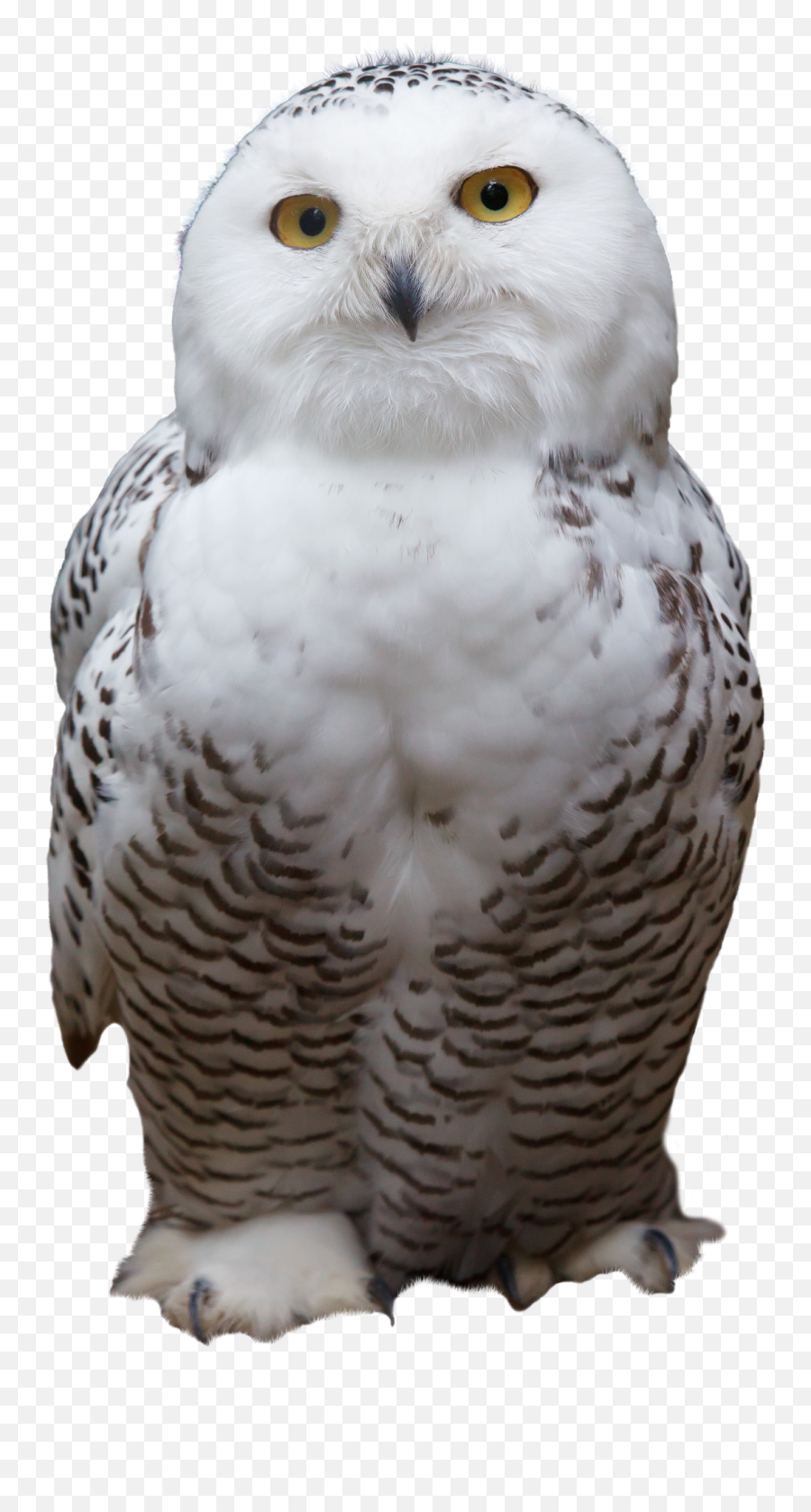 Hd Snowy Owl Png Transparent Image - White Owl Png,Ovo Owl Png
