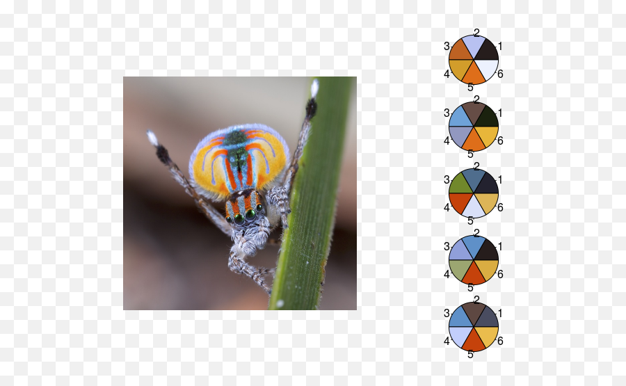 Color Extraction With R Revolutions - New Spider Species 2020 Png,Colors Png