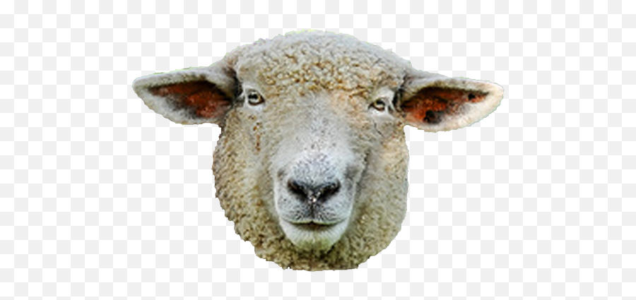 Use These Sheep Vector Clipart Png - Sheep Face No Background,Sheep Transparent Background