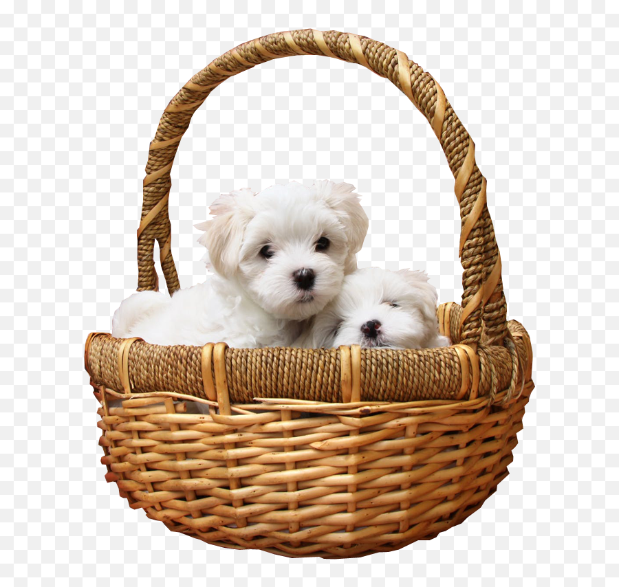 Puppies In Basket Png Transparent Image - Dog In A Basket,Basket Png