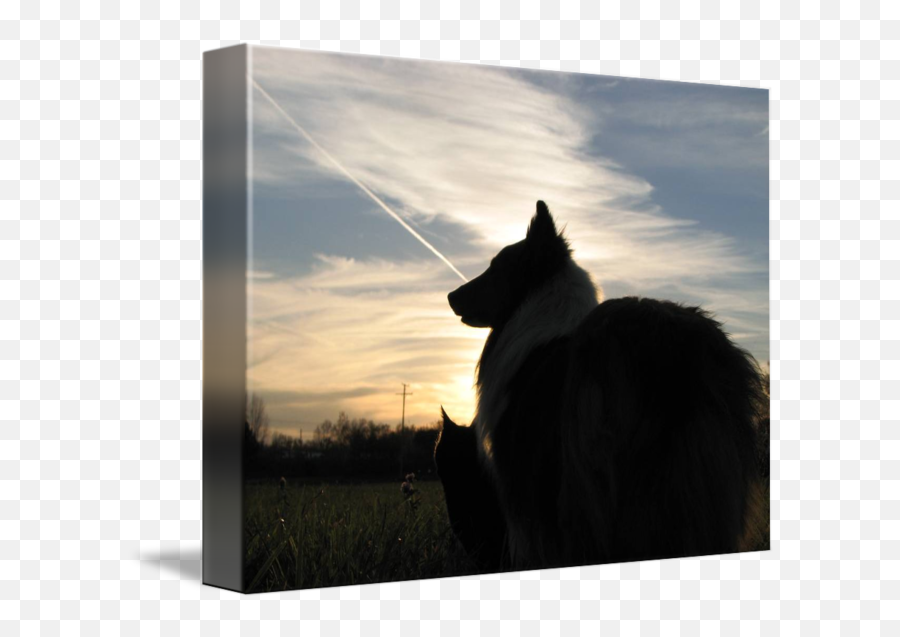 Sheltie And Cat Silhouette By Veronica Dowling - Northern Breed Group Png,Cat Silhouette Transparent