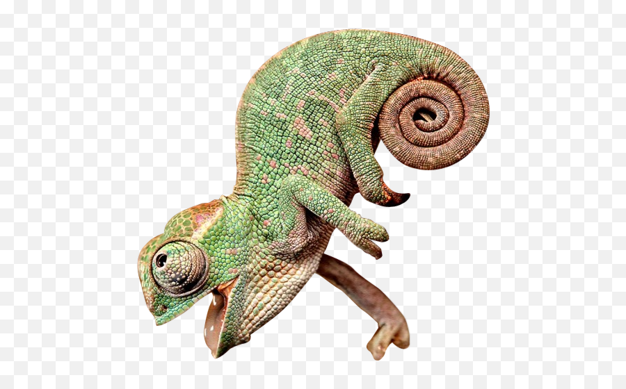 Happy Chameleon - Chameleon With Its Mouth Open Clipart Chameleon Png,Lizard Transparent Background