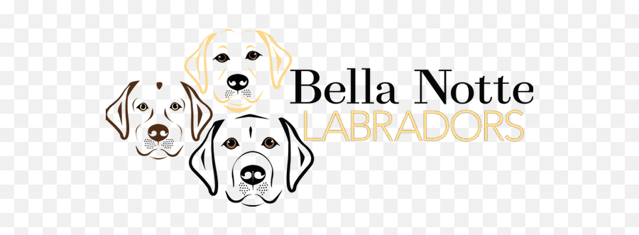 English Labrador Retrievers - Language Png,Yellow Lab Icon Png