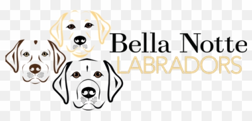 English Labrador Retrievers - Language png