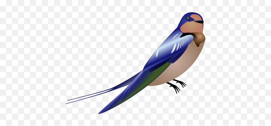 Swallow Photo Background Transparent Png Images And Svg - Clipart Swallow,Swallow Icon