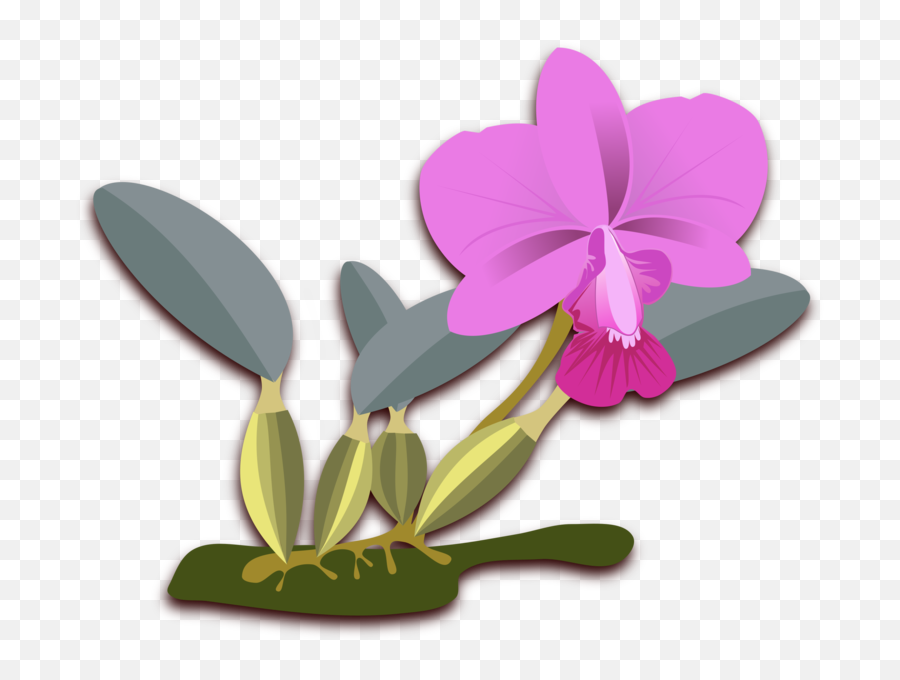 Plantfloraseed Plant Png Clipart - Royalty Free Svg Png,Orchid Icon