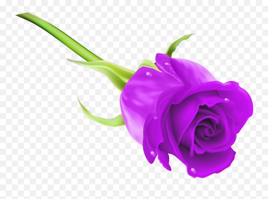 Download Hd Purple Rose Clipart Puple - Purple Rose Clipart Rose Png Full Hd,Rose Clipart Transparent