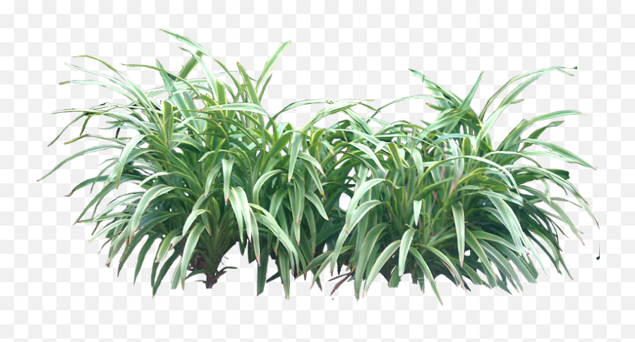 Download Tropical Plant Pictures - Bushes Png Png Image With Plants Png,Tropical Plants Png