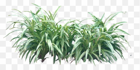 Download Tropical Plant Pictures - Bushes Png PNG Image with Plants