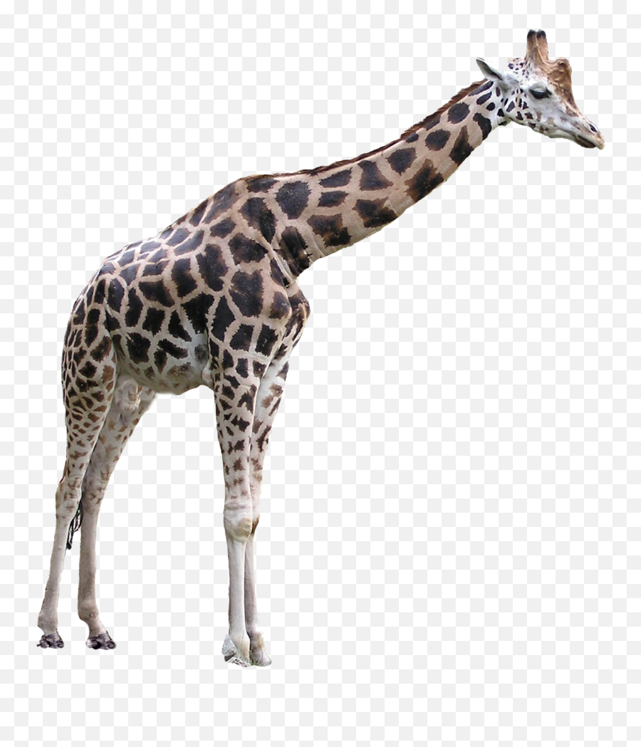 Giraffe Png Transparent Images - Giraffe Transparent Background,Giraffe Transparent Background