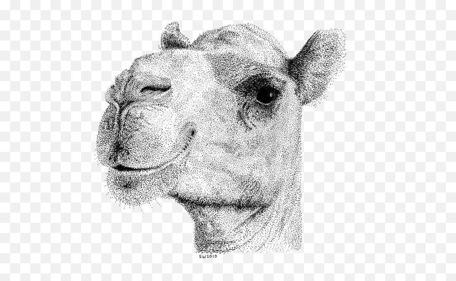 Camel Png Image U0026 Clipart Free Download - Camel Realistic Camel Face Drawing,Camel Png