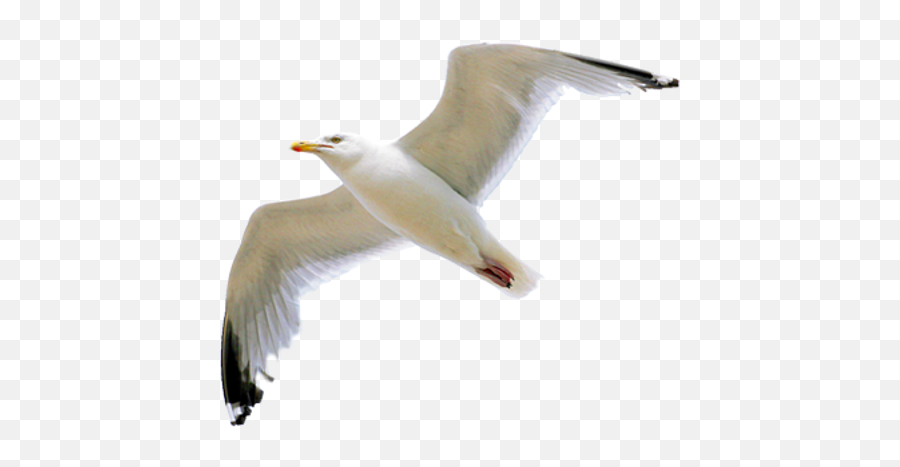 63 Gull Png Images Are Free To Download - Seagull Png Transparent,Seagulls Png