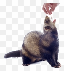 What Do Ferrets Eat - Ferret Eating A Treat Png,Ferret Png