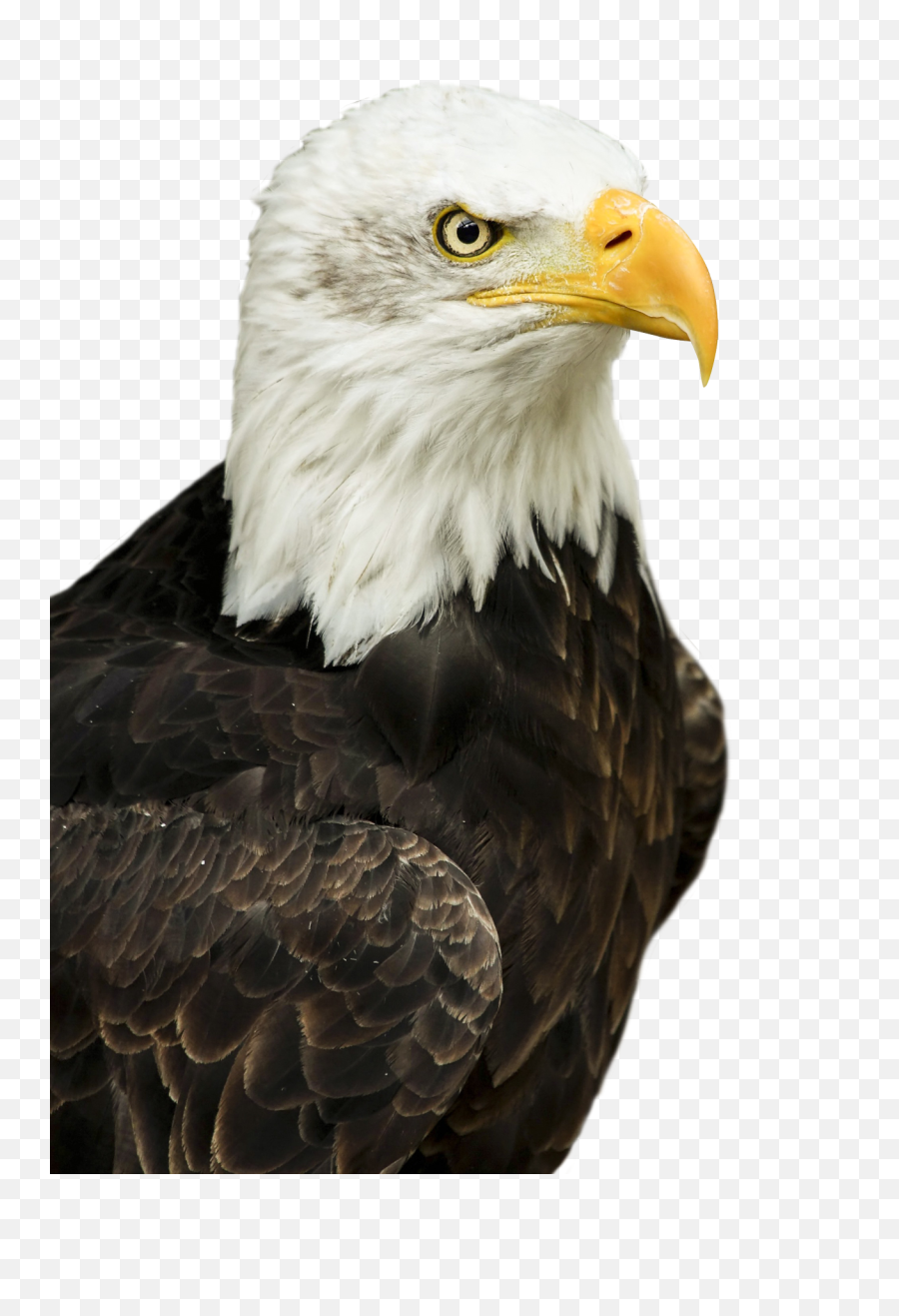 Eagle Png Image - Purepng Free Transparent Cc0 Png Image Bald Eagle,Bald Eagle Png