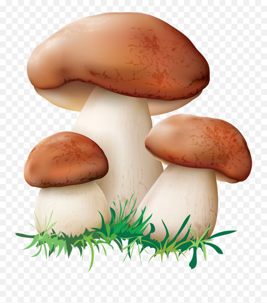 Mushrooms Clipart Transparent Free For Download - Clipart Image Of Mushroom Png,Mushrooms Png