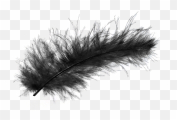 Transparent Background Black Feather - Transparent Background Black Feather Png,Black Feather Png