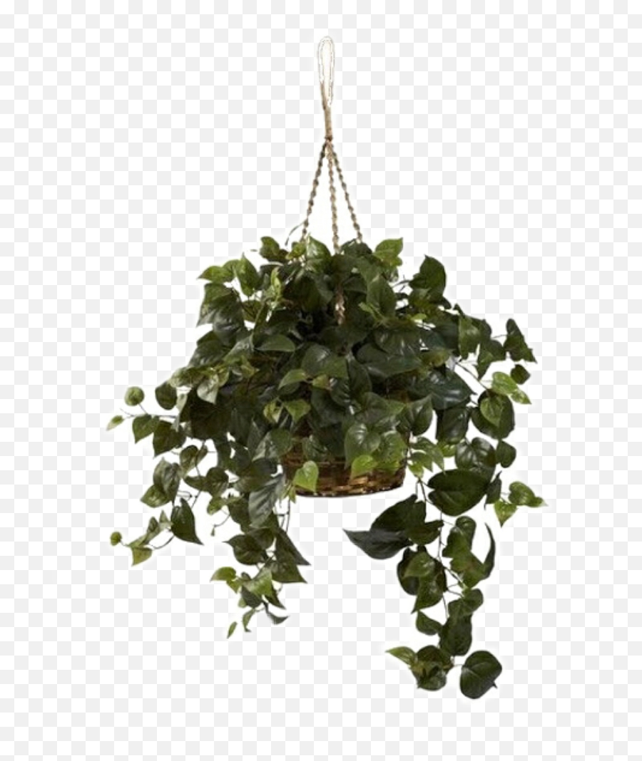 Aesthetic - Hanging Plant Transparent Background Png,Hanging Plants Png