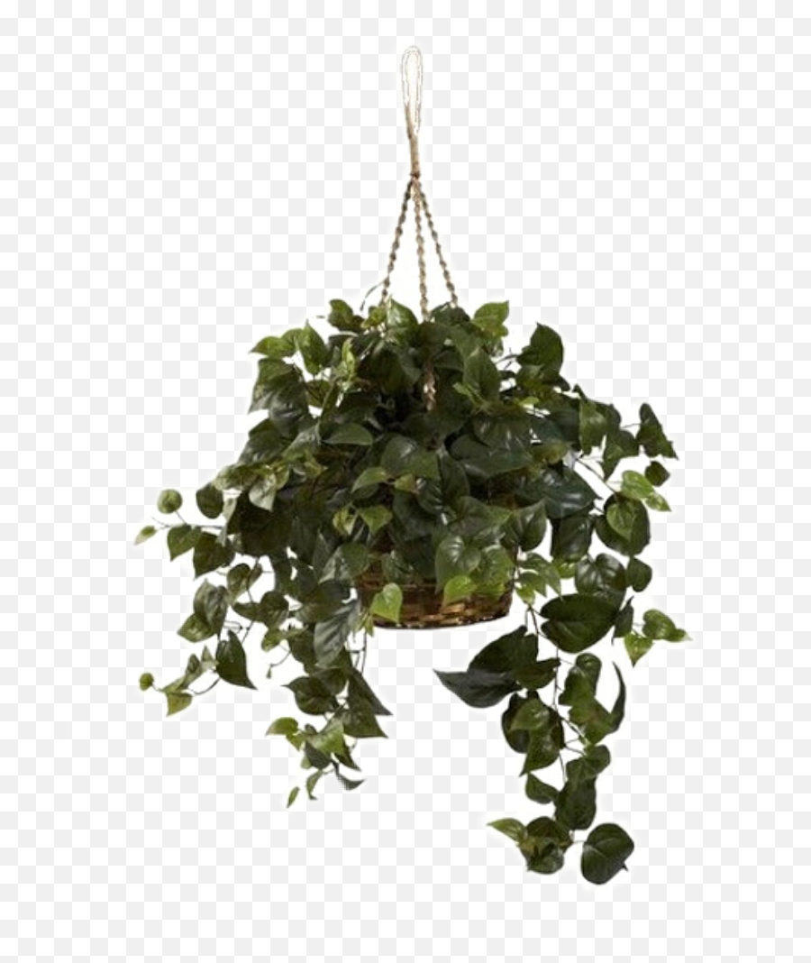 Aesthetic - Hanging Plant Transparent Background Png,Hanging Plants Png -  free transparent png images 