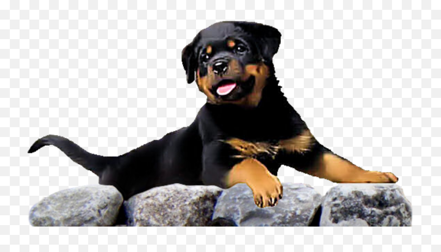 Rottweiler Breeder In Idaho And Washington Breeders - Dog Yawns Png,Rottweiler Png