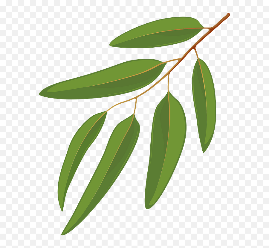 Blue Gum Leaf Clipart - Gum Trees Clip Art Png,Eucalyptus Leaves Png