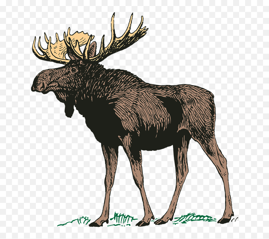 Moose Elk Png - Moose Silhouette,Moose Png