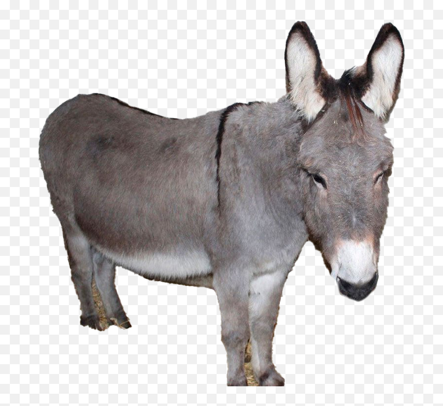 Donkey Png Transparent Image - Burro,Burro Png