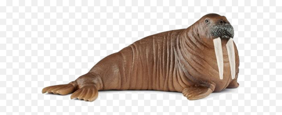 Download Schleich Walrus - Schleich Walrus Png,Walrus Png