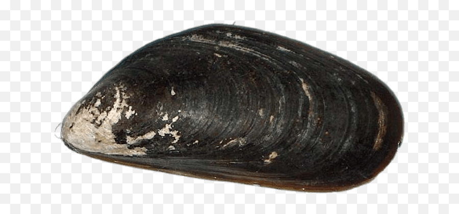 Mussel Transparent Png - Stickpng Mussel Png,Seashells Png
