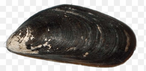 Mussel Transparent Png - Stickpng Mussel Png,Seashells Png