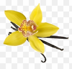 Vanilla Bean Madagascar Bourbon Whole - Madagascar Bourbon Vanilla Beans Png,Vanilla Bean Png