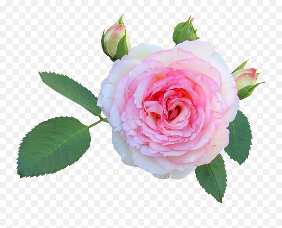 Daun Png - Rose Flower Floral Petal Love Daun Bunga Bunga Mawar Png,Bunga Png