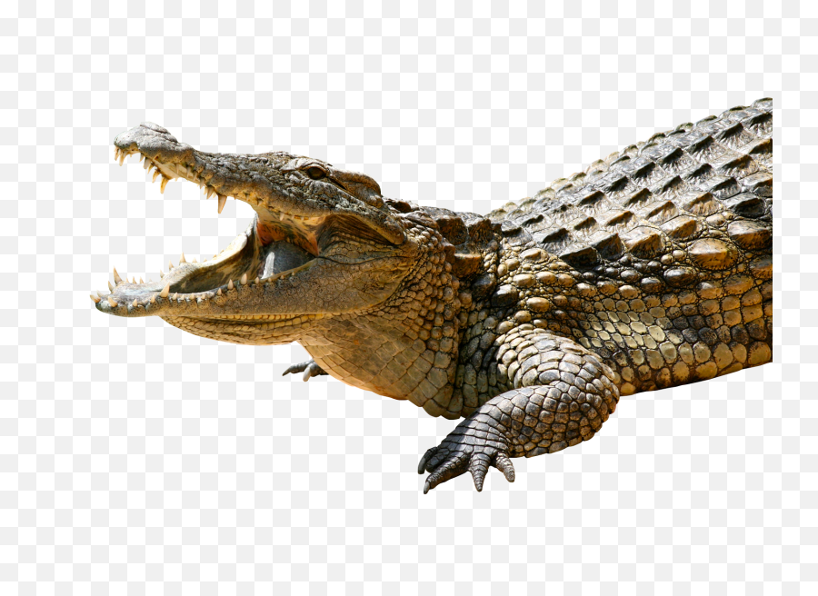 Crocodile Png Transparent - Transparent Crocodile Png,Alligator Transparent