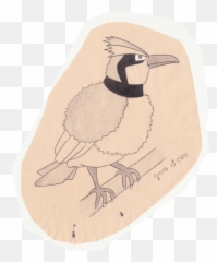 The Pokemon Ornithologist U2014 Pidgey - Tiny Bird Pokemon Atlantic Puffin Png,Pidgey Png