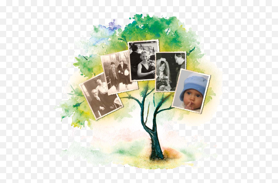 Family Tree Explorer 9 - Family Tree For 9 Png,Family Tree Png
