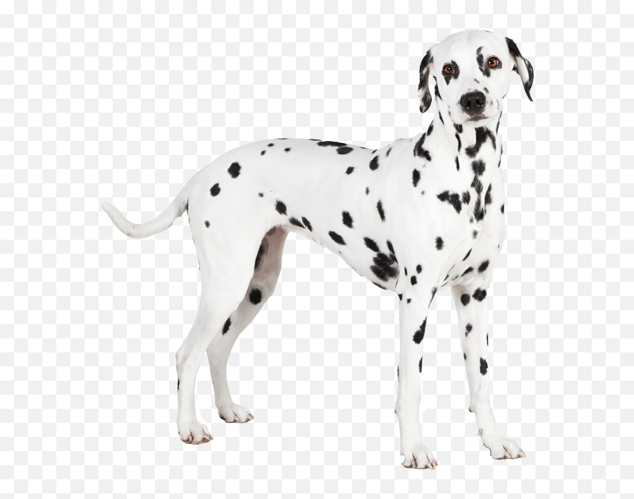 Dalmatian Png - Transparent Dalmatian Png,Dalmatian Png