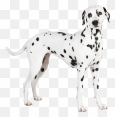 Dalmatian Png - Transparent Dalmatian Png,Dalmatian Png