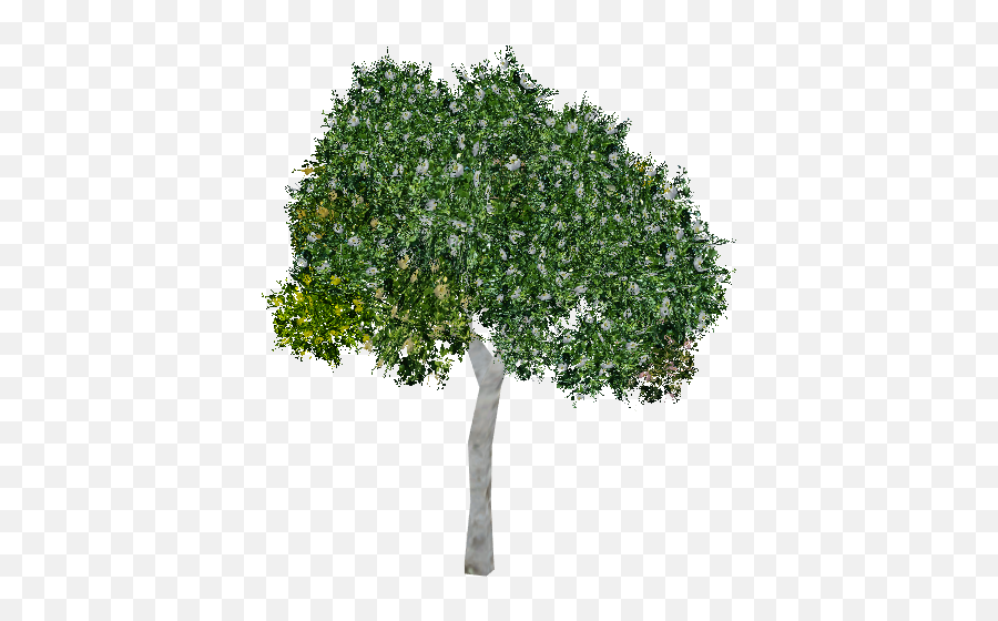 Download Clusia Tree - Trees Elevation For Photoshop Png,Tree Elevation Png