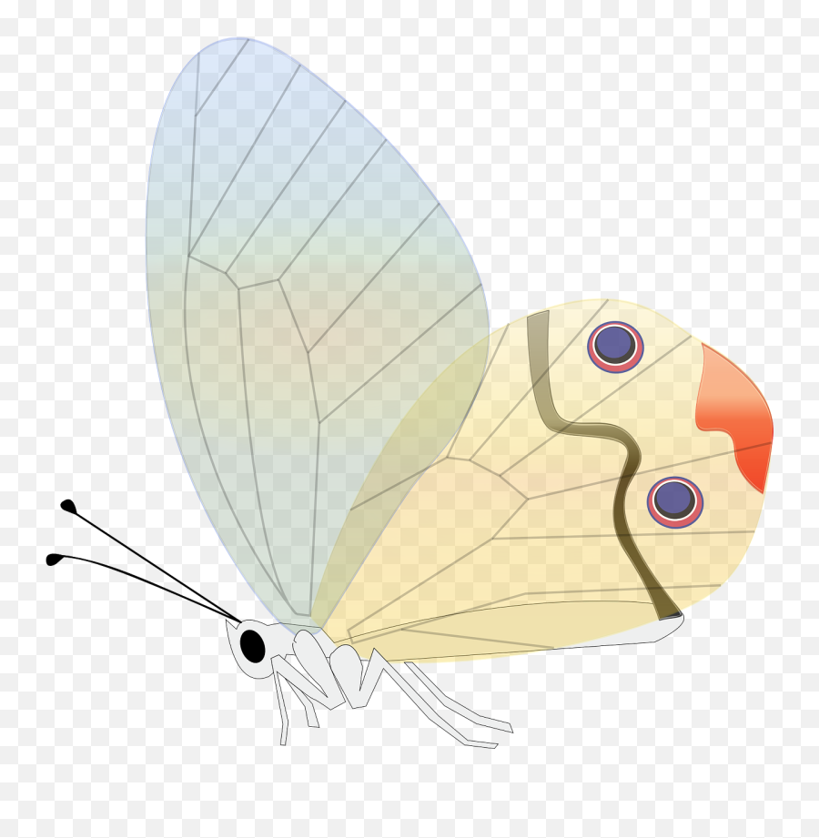 Transparent Insect Animal Nature - Butterflies Clipart Images Transparent Png,Butterfly Transparent