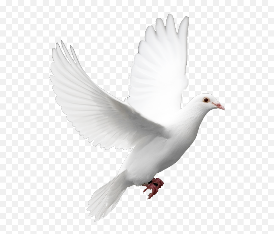 Download Birds Png Image Without Background - White Bird Png Bird Png Black Background,Black Bird Png
