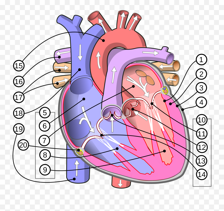 Filediagram Of The Human Heart Multilingual 2svg - Human Circulatory System Heart Png,Anatomical Heart Png