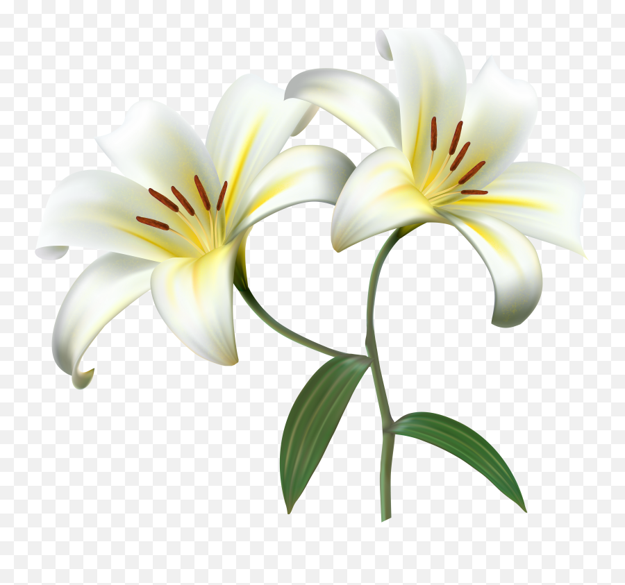 Lily Transparent Png Clipart Free - Transparent Background Lily Flower Png,Easter Lily Png