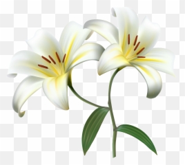 Lily Transparent Png Clipart Free - Transparent Background Lily Flower Png,Easter Lily Png