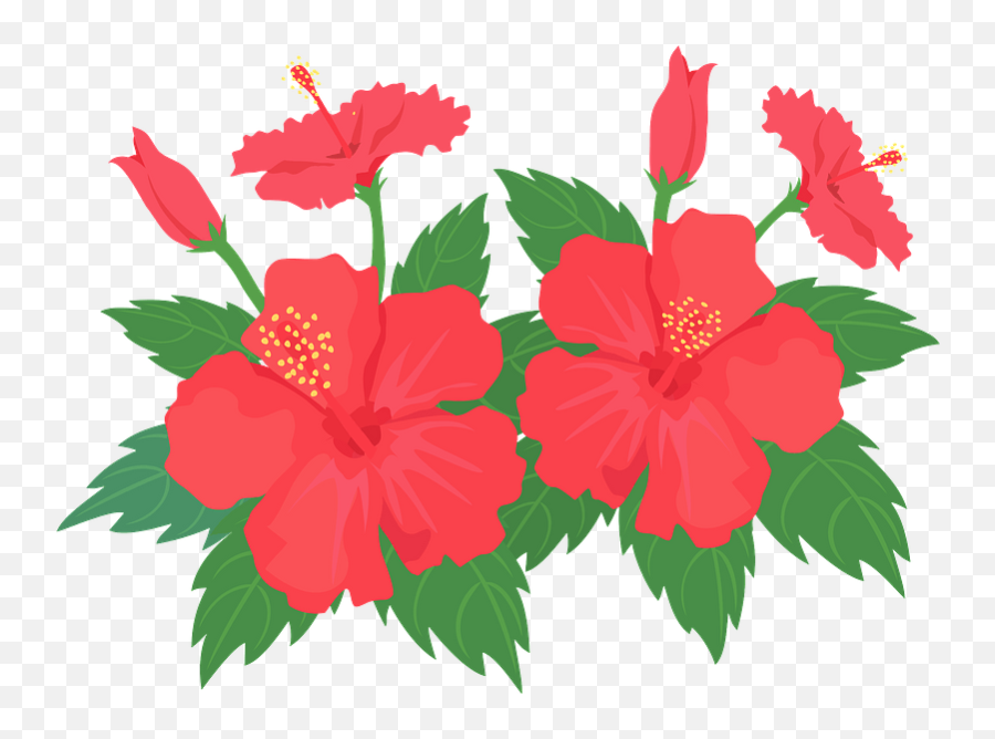 Hibiscus Flower Clipart - Hawaiian Hibiscus Png Download Hibiscus Plant Clipart Png,Hibiscus Icon