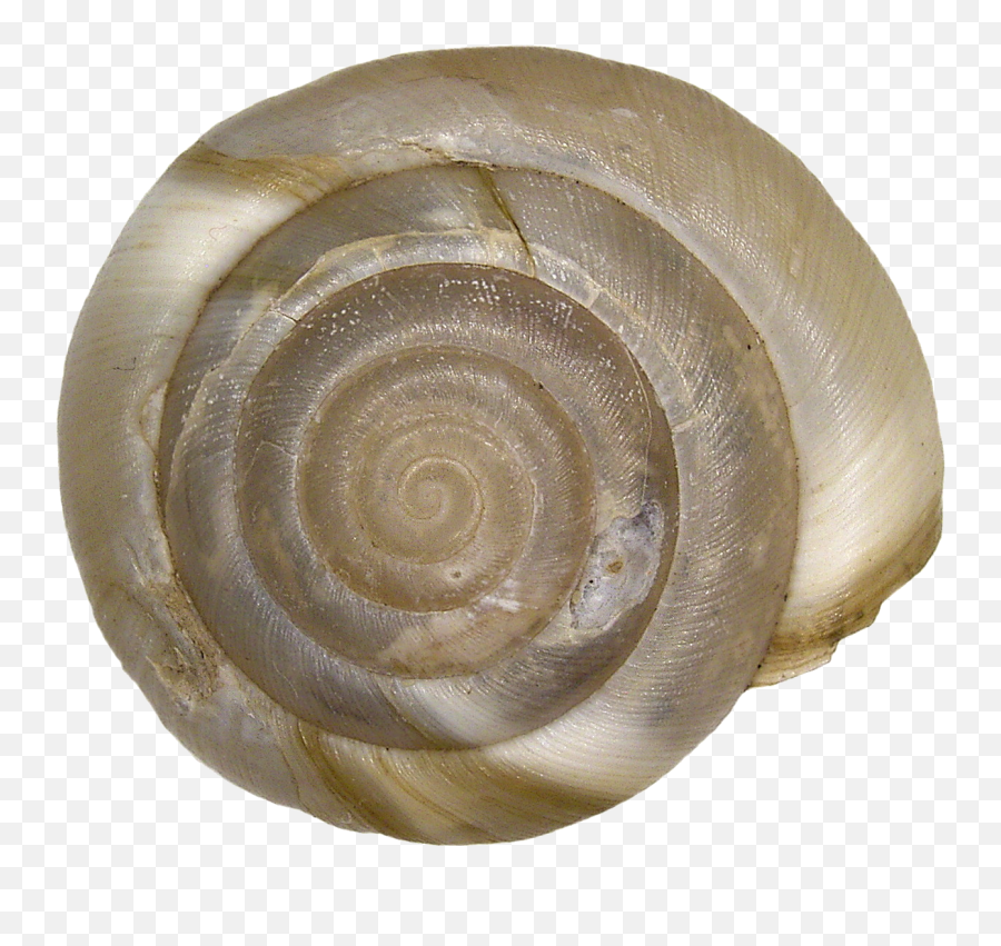 Aegopis Verticillus Férussac - Spiral Png,Shell Png